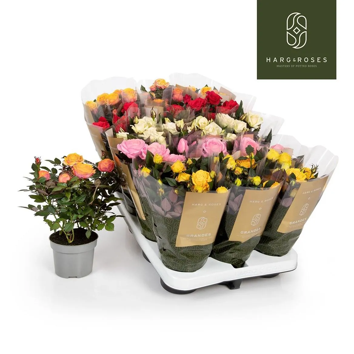 Rosa Grande Gemengd • črepník 10,5 cm