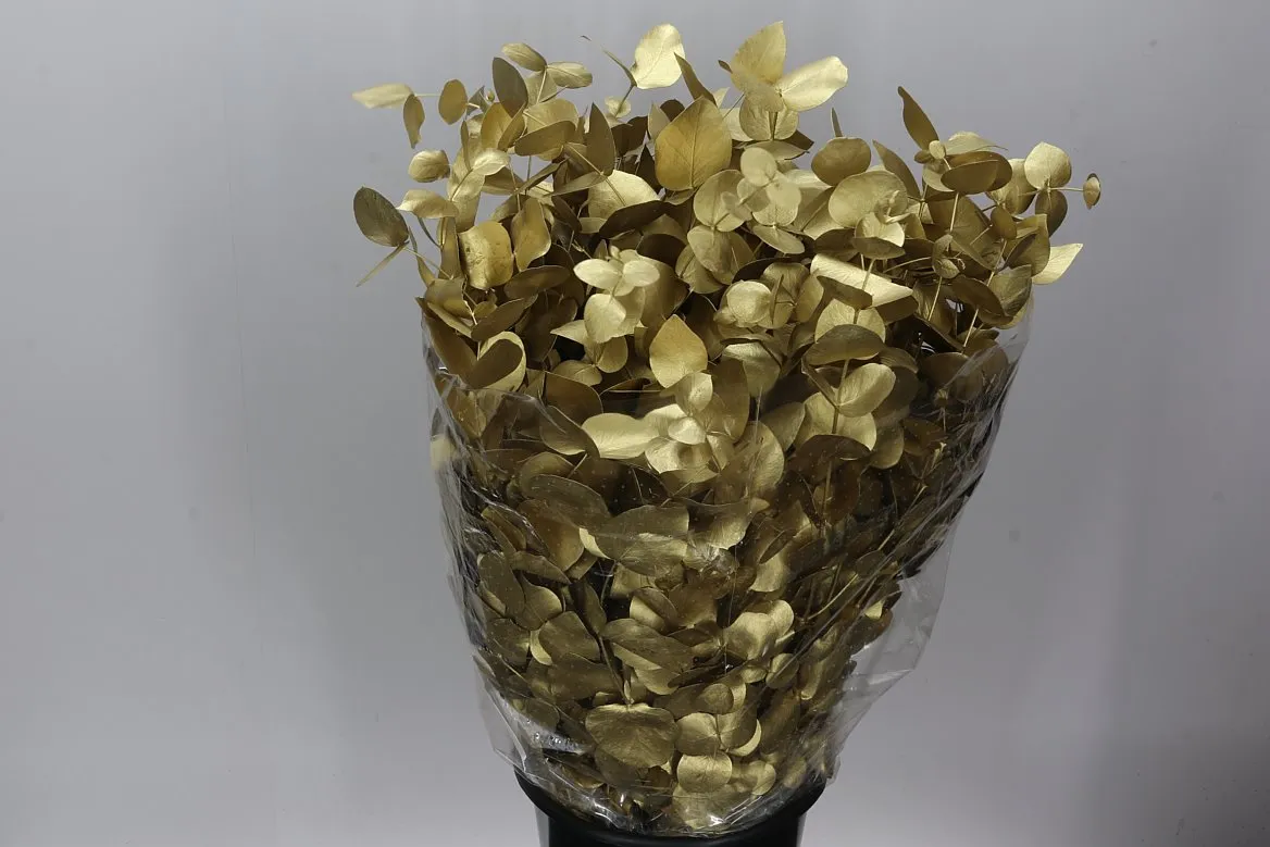 Eukalyptus Cinerea Gold • 70 cm