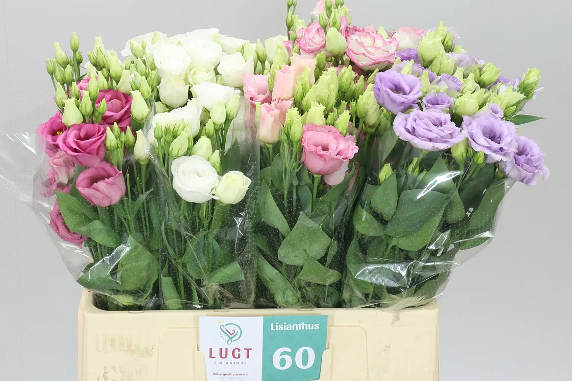 Eust Du Mixed In Fust • 65 cm