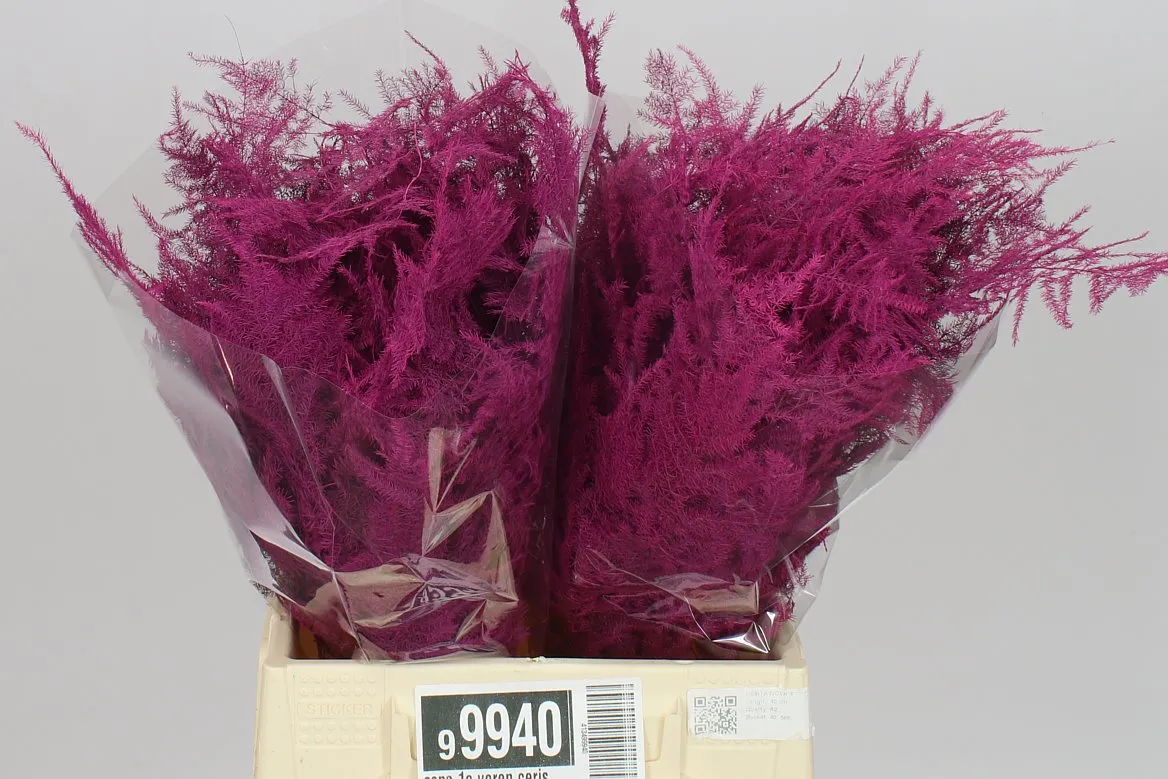 Asparágus 1e Veren Cerise X50 • 45 cm