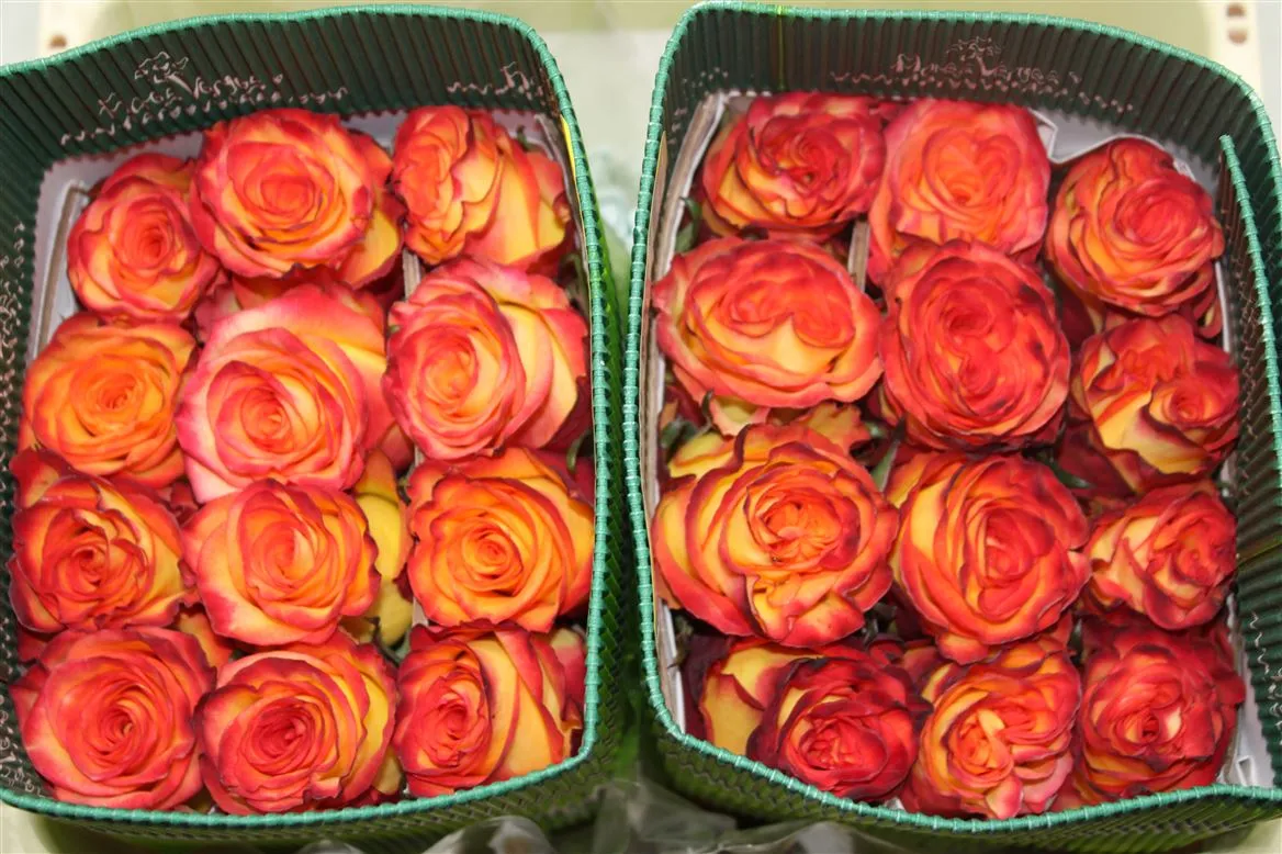 Rosa Gr Ec High & Magic • 70 cm