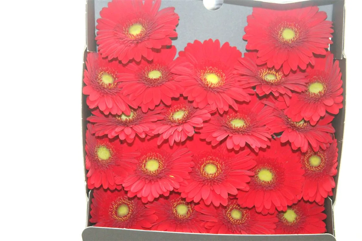 Germini Diamond Phoenix • 55 cm