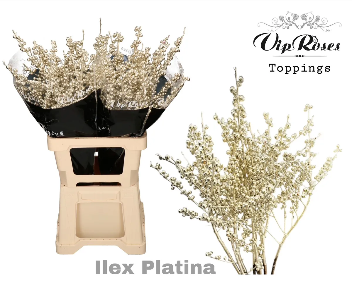 Ilex Platina 70 Cm • 70 cm