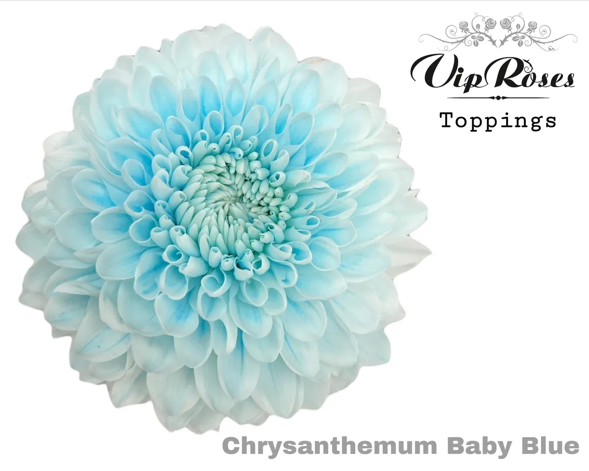 Chryzantéma veľkokvetá Baby Blue • 75 cm