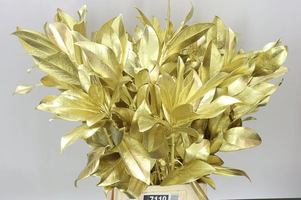 Magnolia Gold • 60 cm