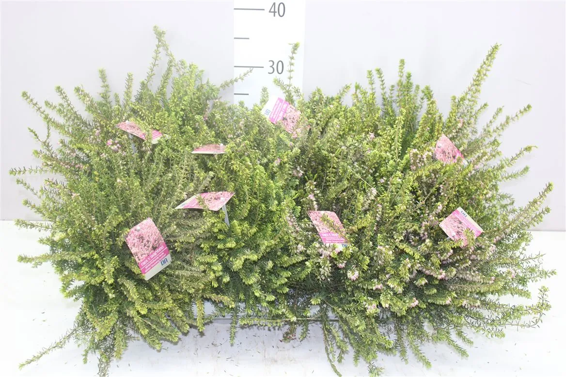 Vresovec Wi Darleyensis ružový • črepník 12 cm