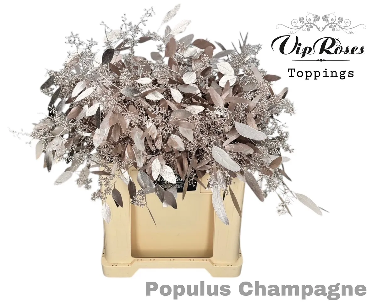 Eukalyptus Populus Bes Champagne • 65 cm