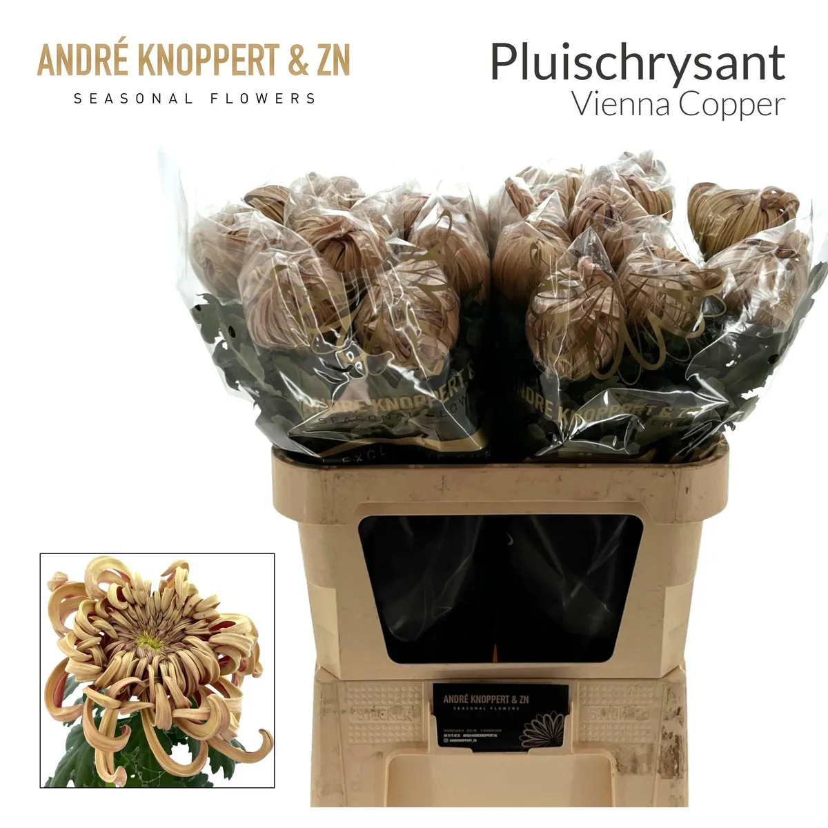 Chr G Vienna Copper • 80 cm