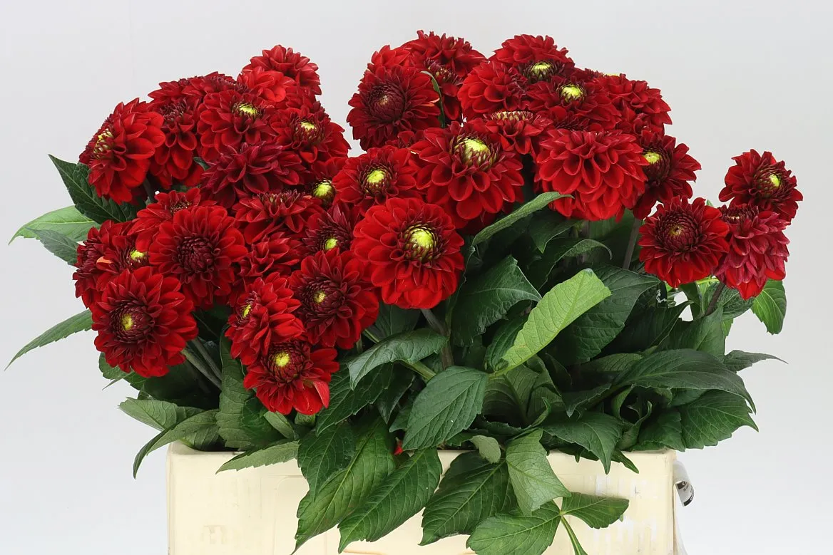 Dahlia Red Fox Ex • 60 cm