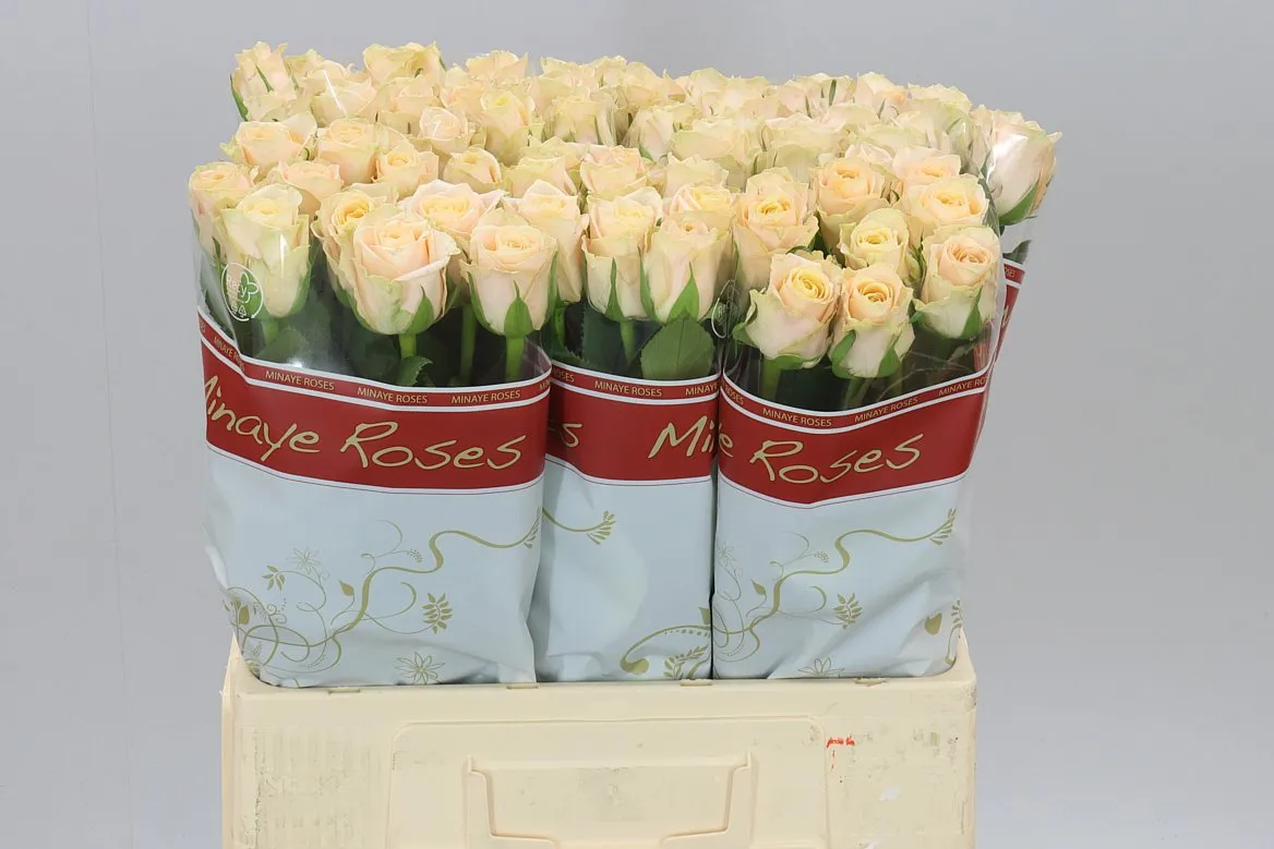 Rosa Gr Top Fair! • 60 cm