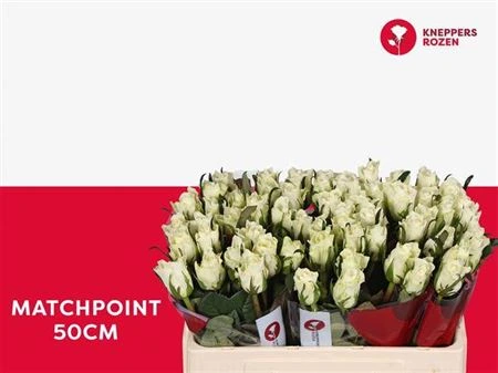 Ruža Matchpoint! • 50 cm