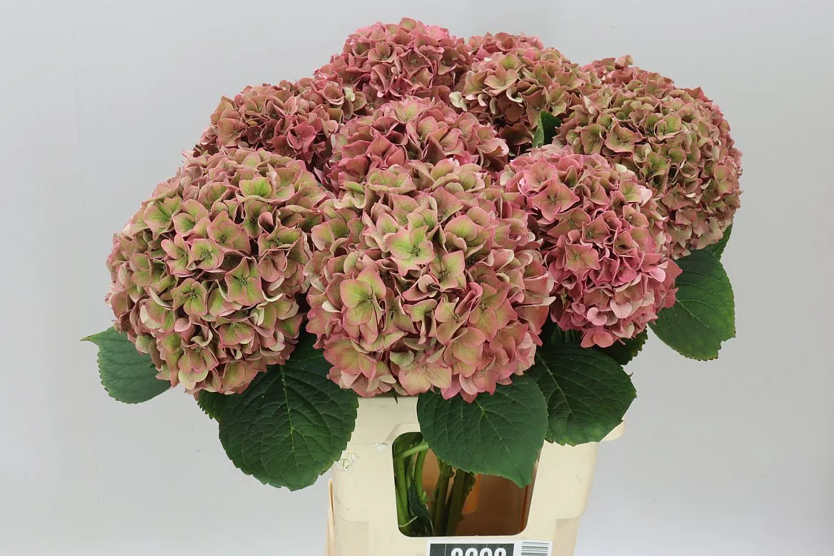 Hyd Rodeo Cerise Classic • 60 cm