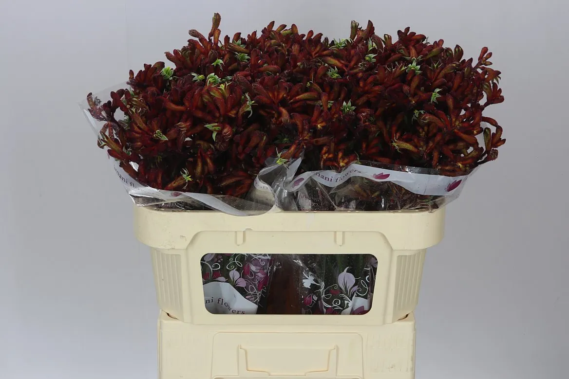 Anigozanthos Early Spring • 80 cm