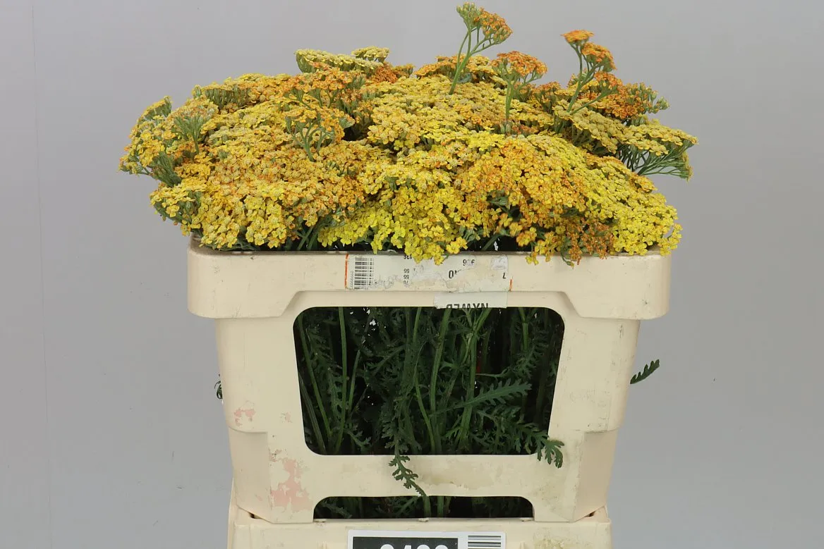 Achillea Terracotta • 50 cm