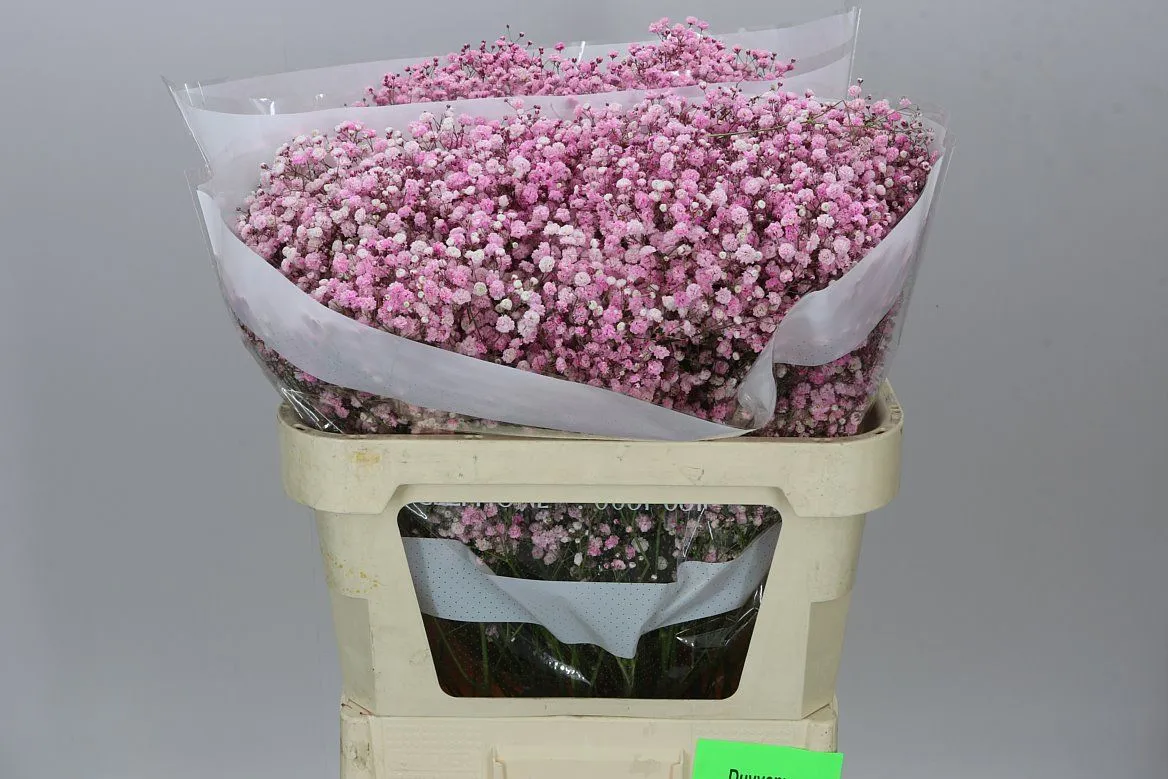 Gypsofila Absorbed Light Pink • 75 cm