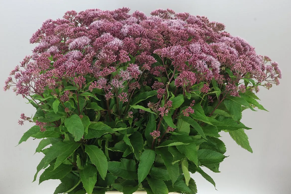 Eupatorium Ma Atropurpureum • 90 cm