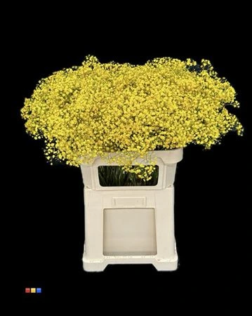 Gypsofila Xlence Yellow • 80 cm