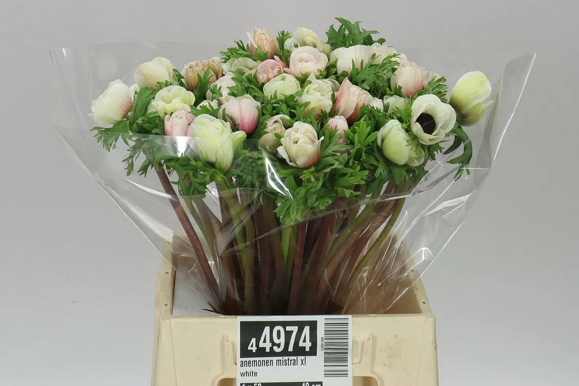 Anemonen Mistral White • 40 cm