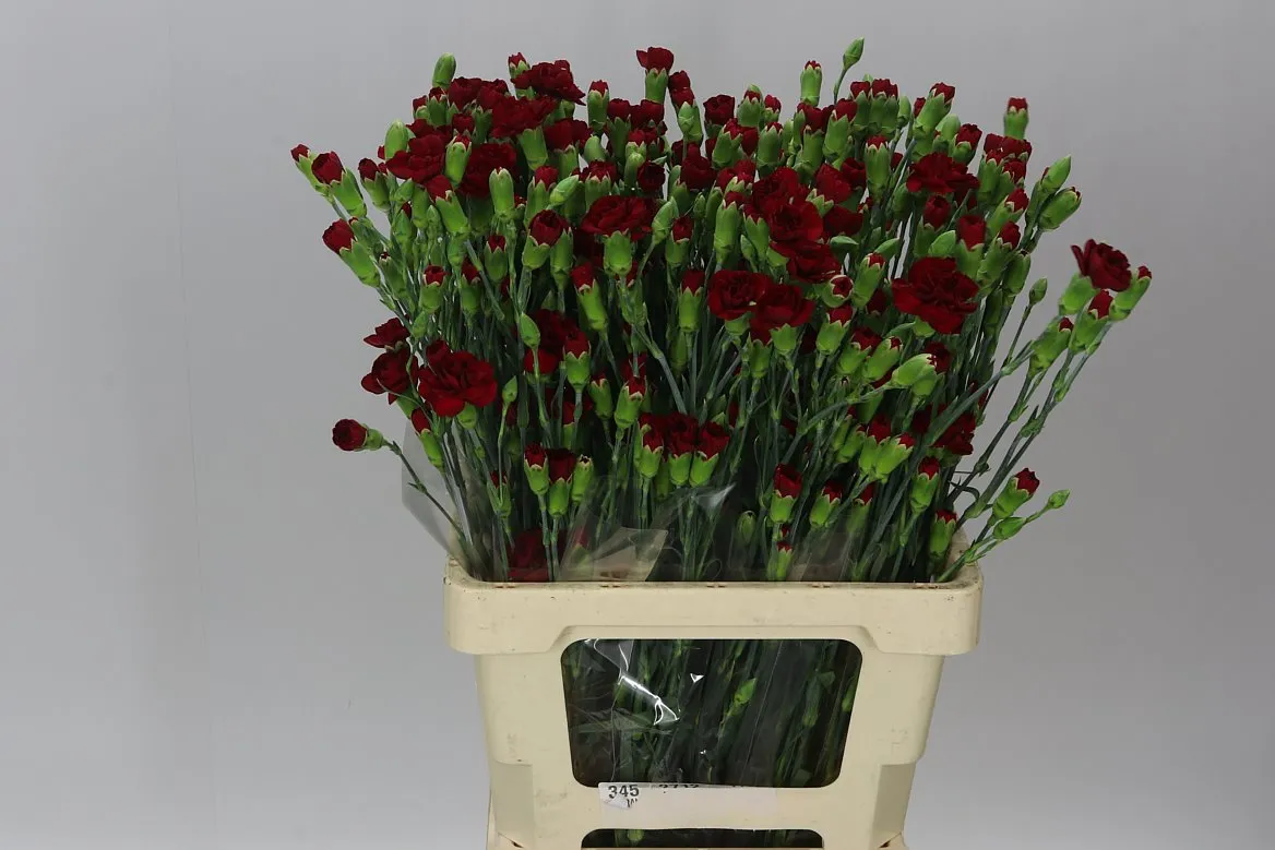 Di Tr Burgundy • 65 cm