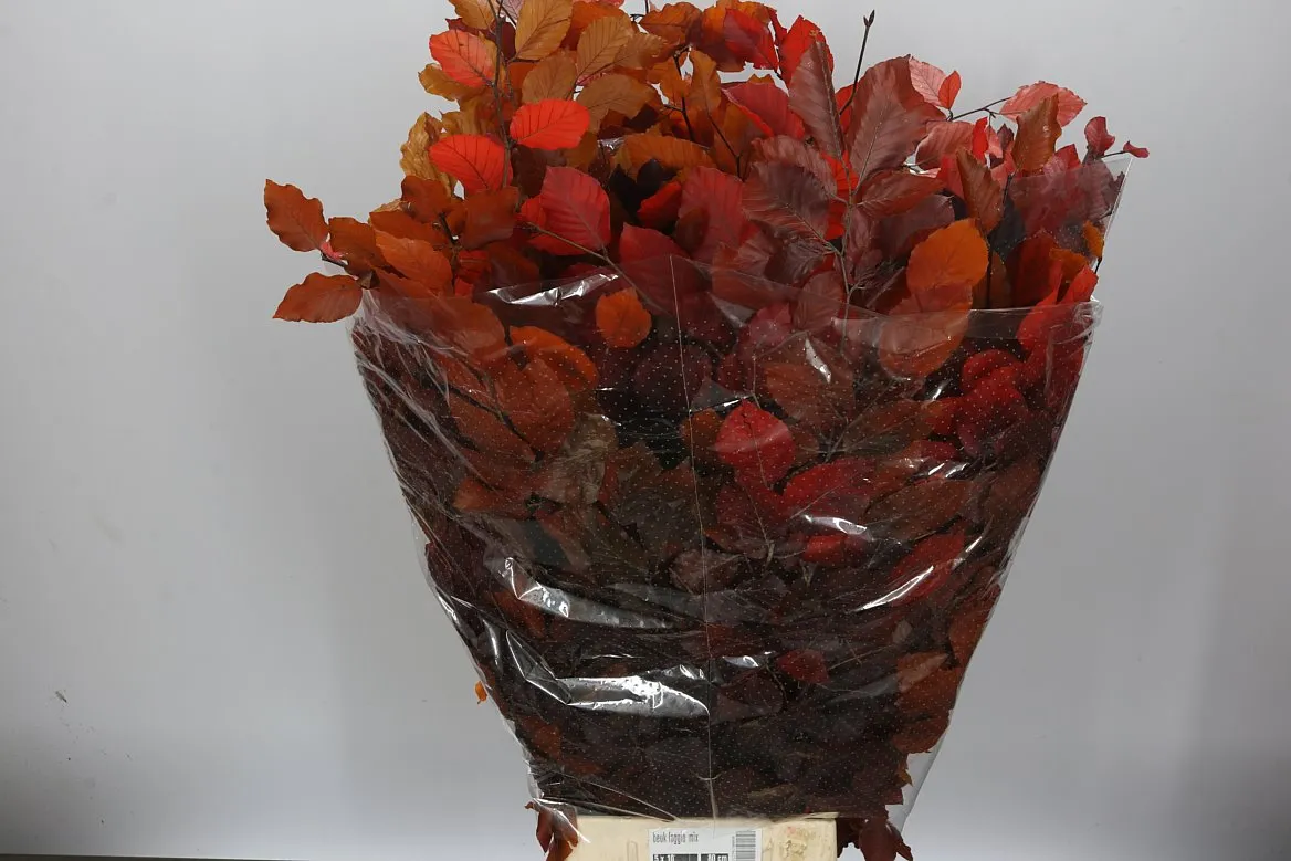 Buk Autumn • 90 cm
