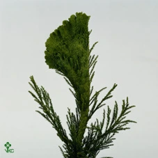 Cryptomeria 5 kg