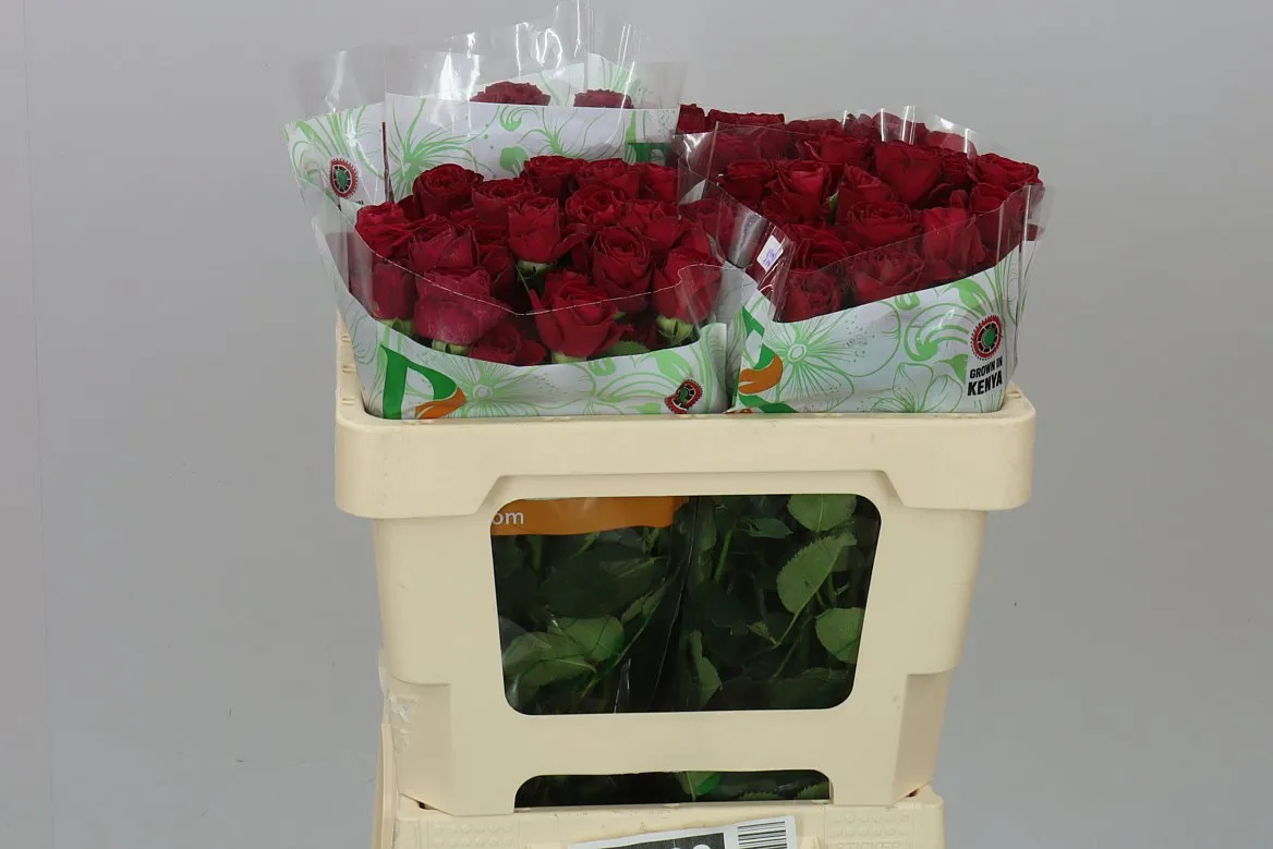 Rosa Tr Red Trendsetter • 50 cm