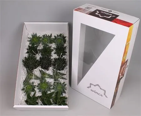 Echeveria Aloe Wincx Mix • 8 cm