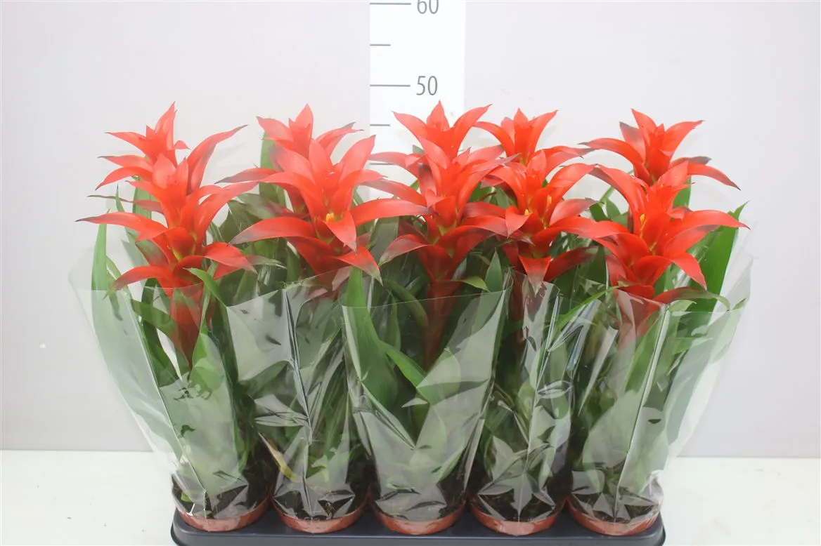 Guzmania Allura • črepník 12 cm