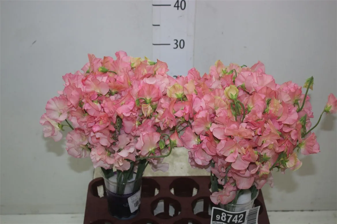 Lathyrus Salmon • 40 cm