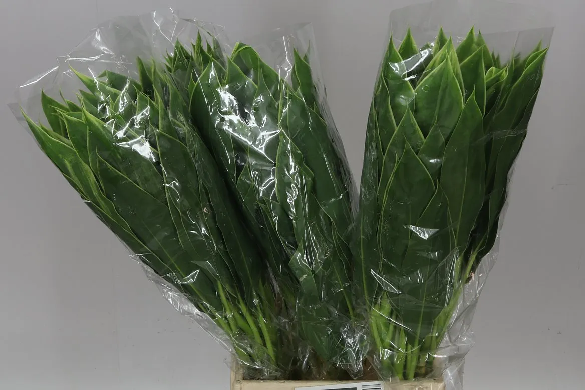 Dracéna Green • 60 cm