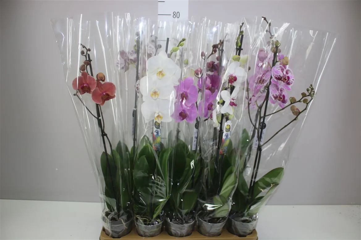 Orchidea Phalaenopsis mix 9+, 1 výhon • črepník 12 cm