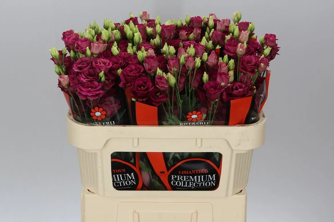 Eustóma plnokvetá Arosa Red Waalzicht • 72 cm