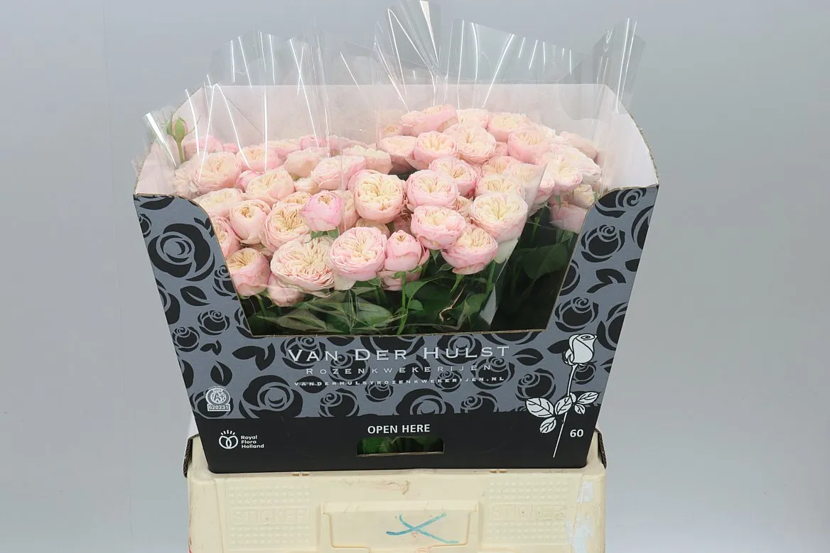 Ruža trsová Royal Blush • 60 cm