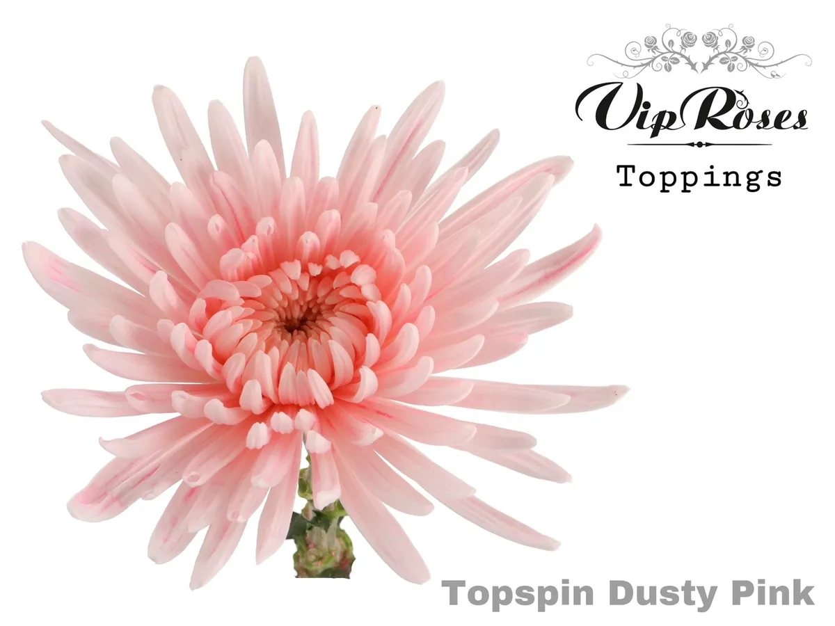 Chryzantéma veľkokvetá Topspin Dusty Pink • 70 cm