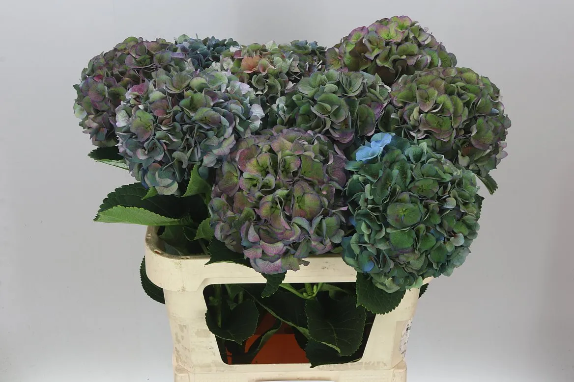 Hortenzia Crown Classic • 80 cm