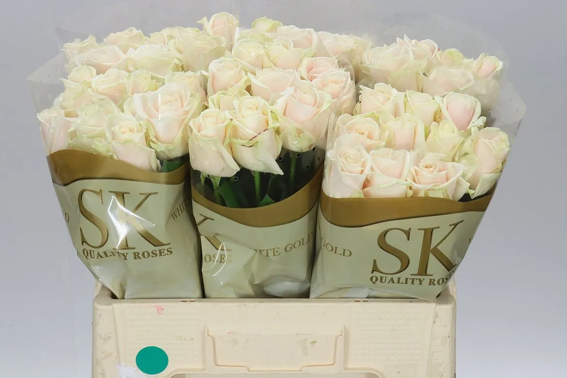 Rosa Gr Lovely Avalanche • 55 cm