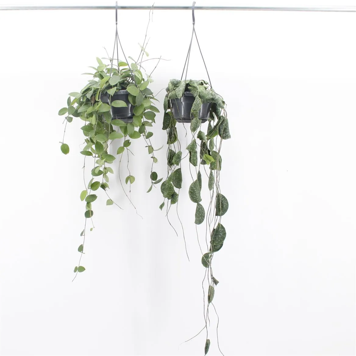 Hoya mix • črepník 14 cm