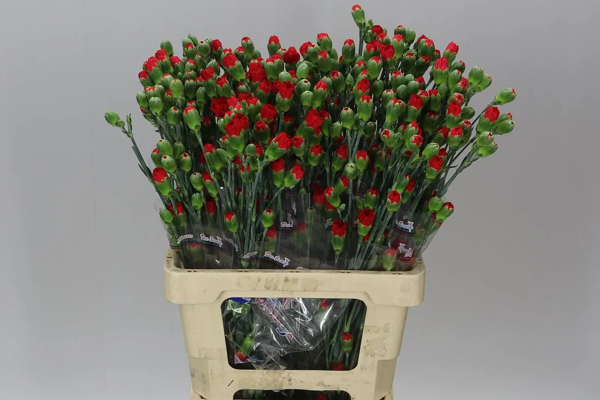 Di Tr Red • 65 cm