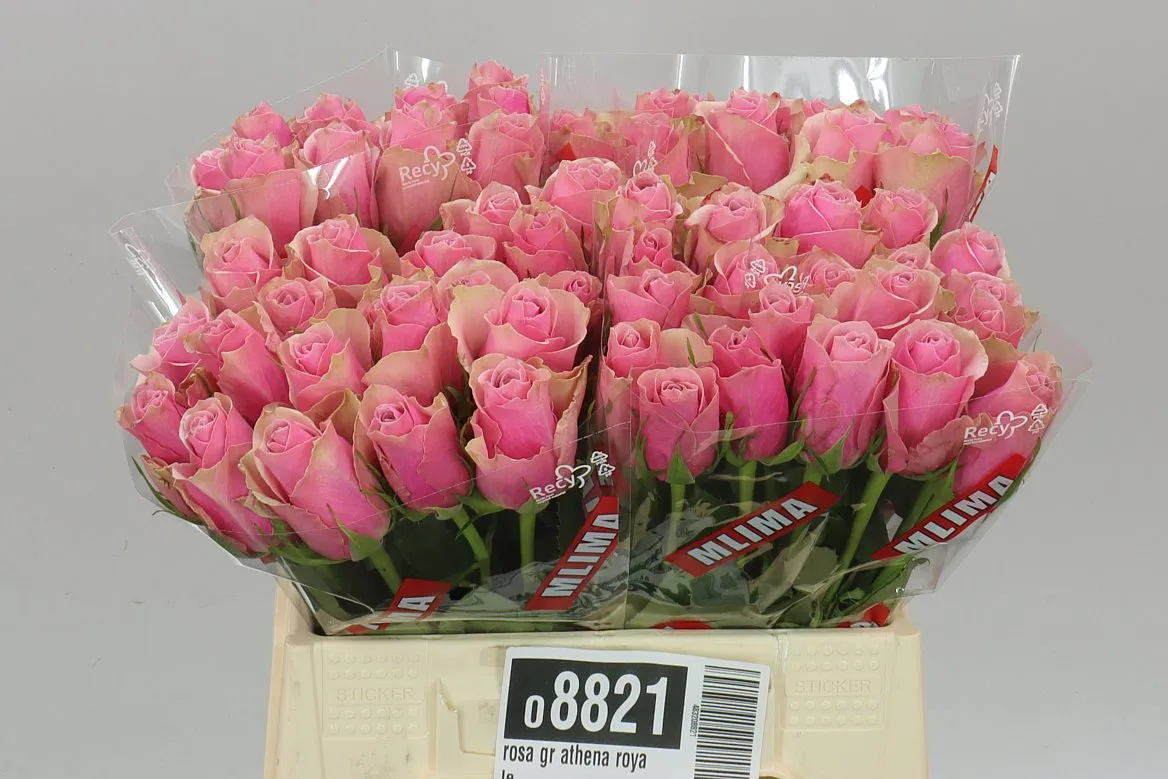 Rosa Gr Athena Royale • 40 cm