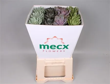 Echeveria Mecx Flower Mix • 8 cm