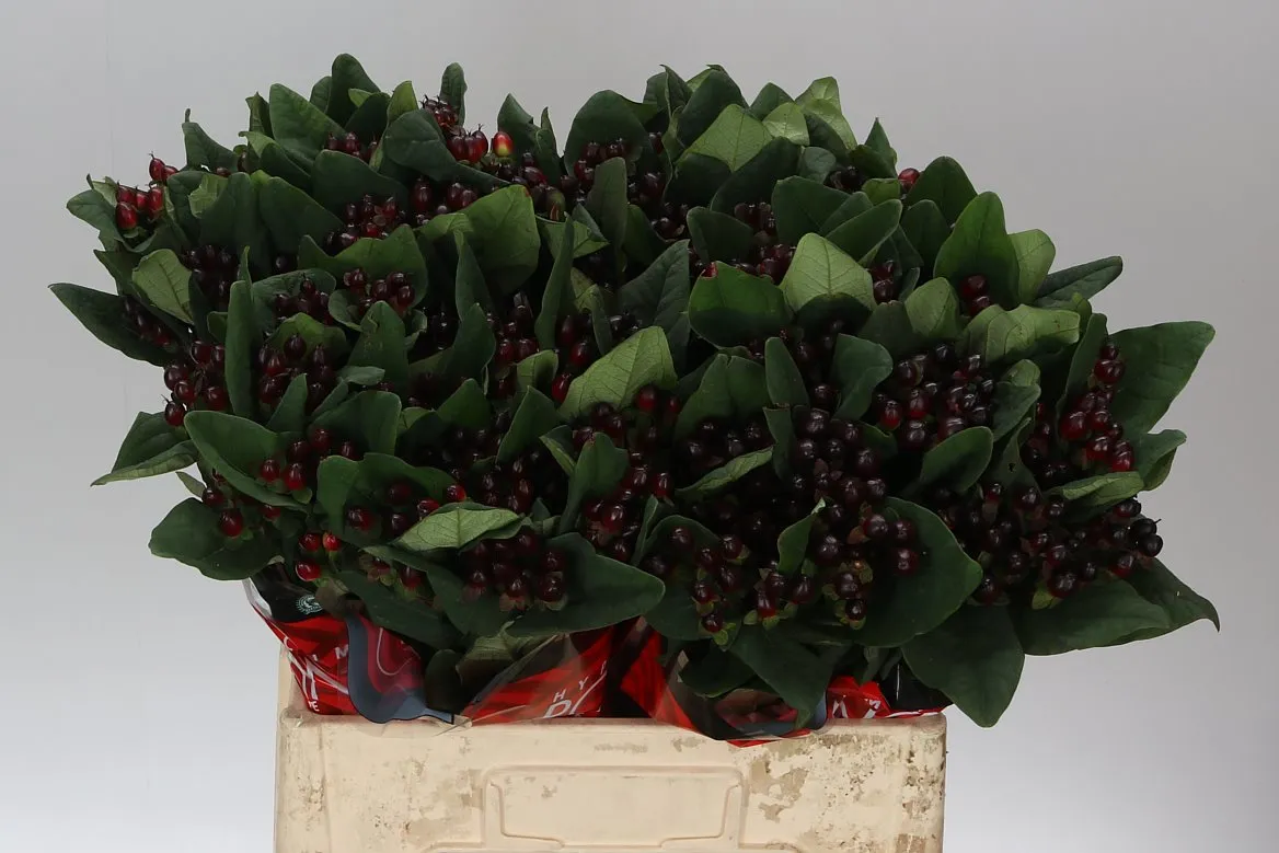 Hyperikum Rocky Romance • 60 cm