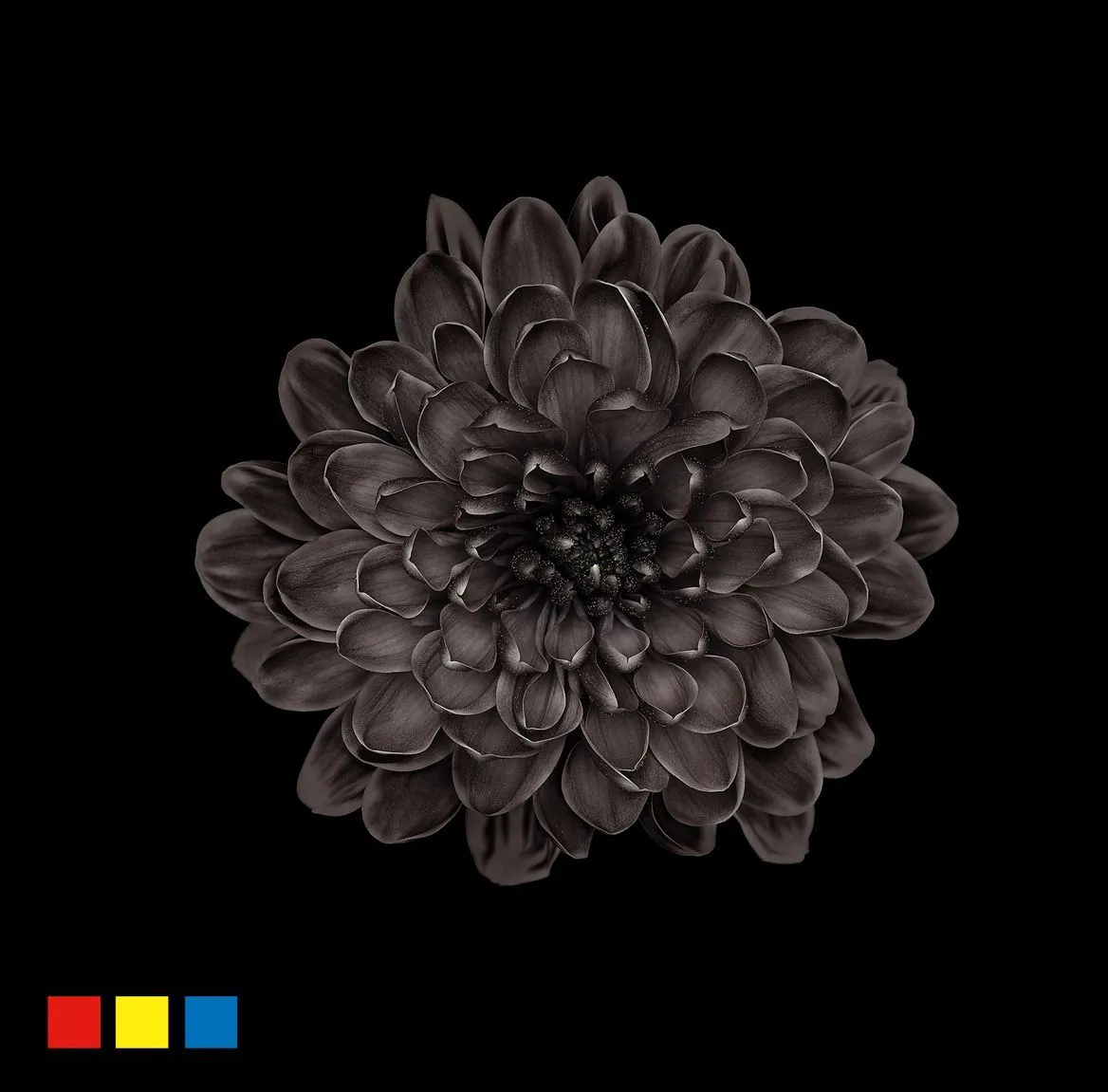 Chryzantéma trsová Altaj Black • 70 cm