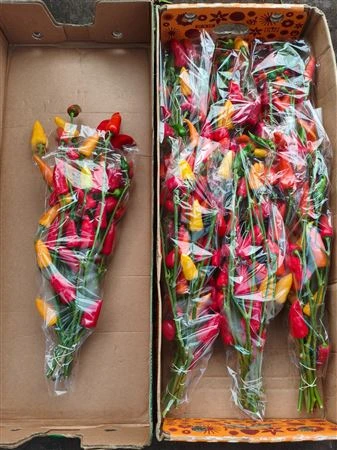 Okrasná paprika mix • 75 cm