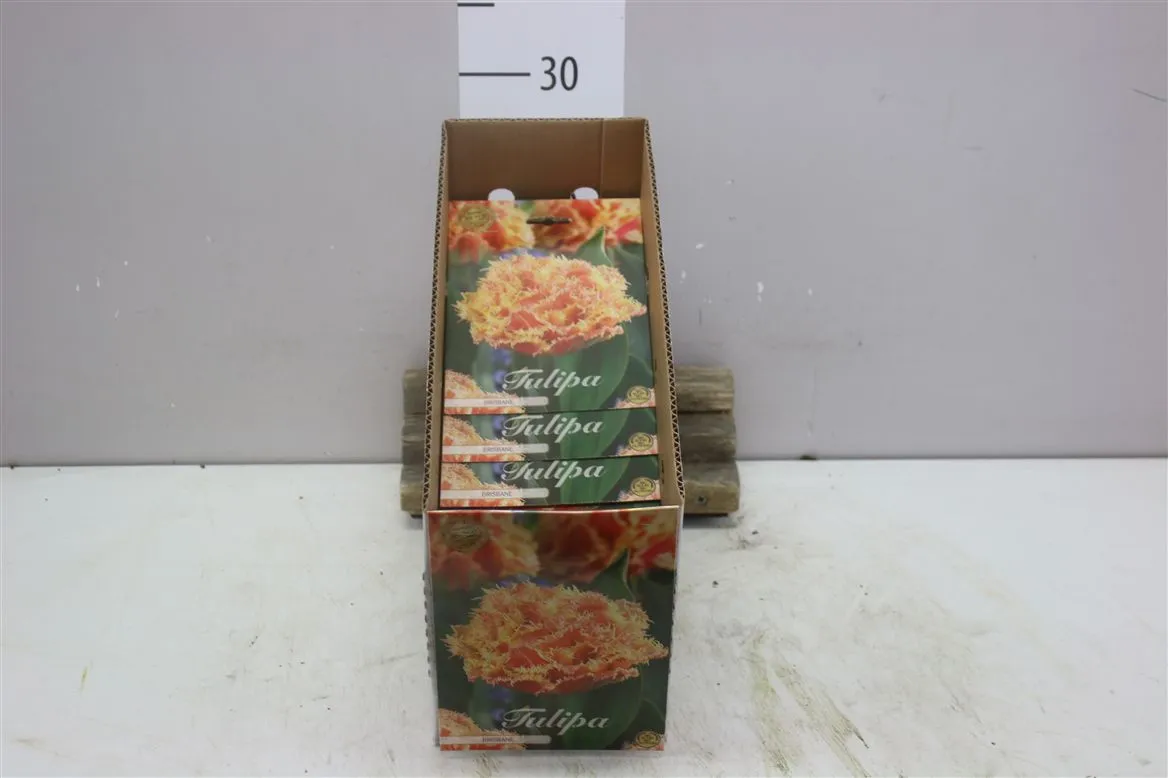Bol Tulp Fringed Double Brisbana X7