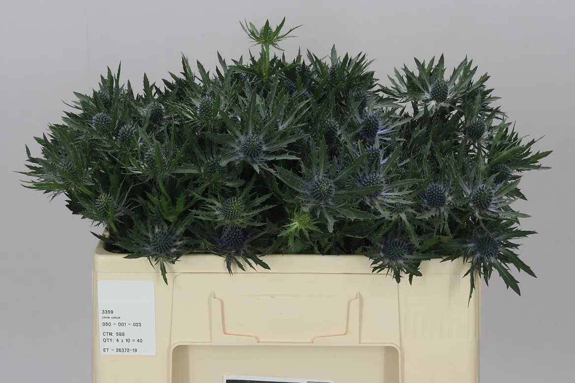 Eryngium Orion • 50 cm