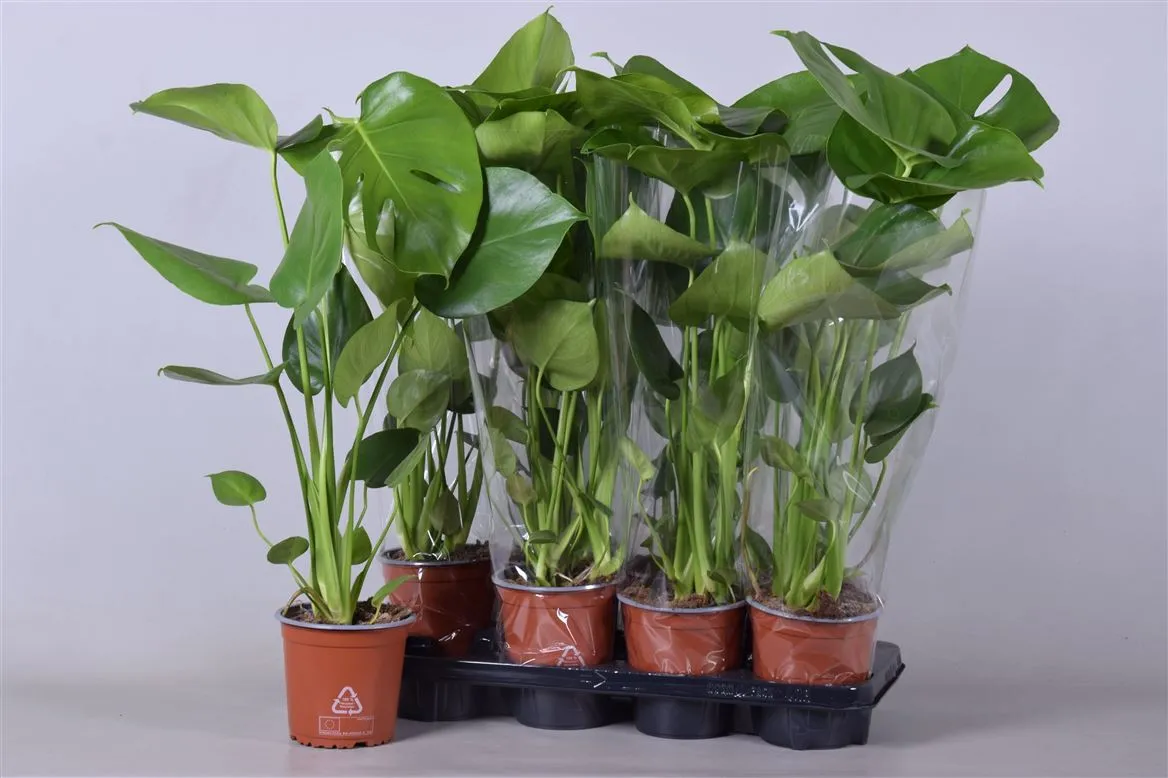 Monstera Deliciosa • črepník 14 cm