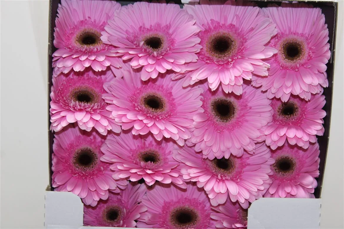 Gerbera Diamond Alison • 55 cm