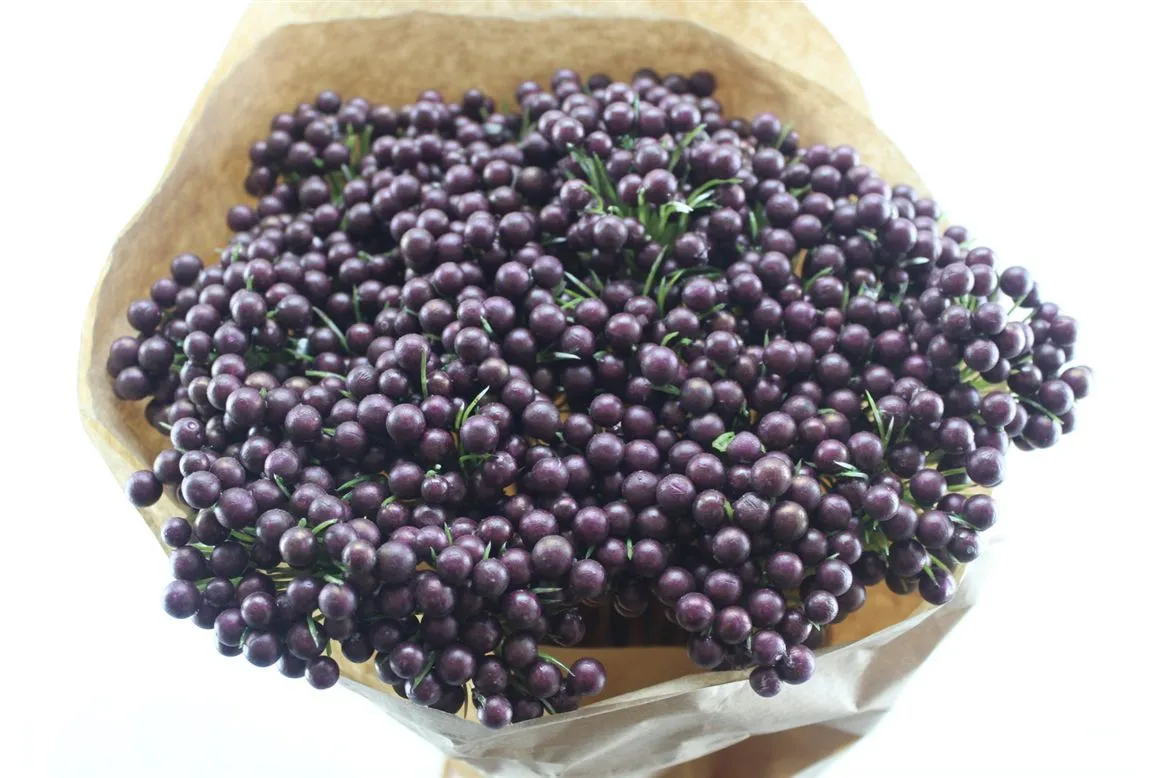 Berrie Enkel Burbury X25, sušené • 50 cm