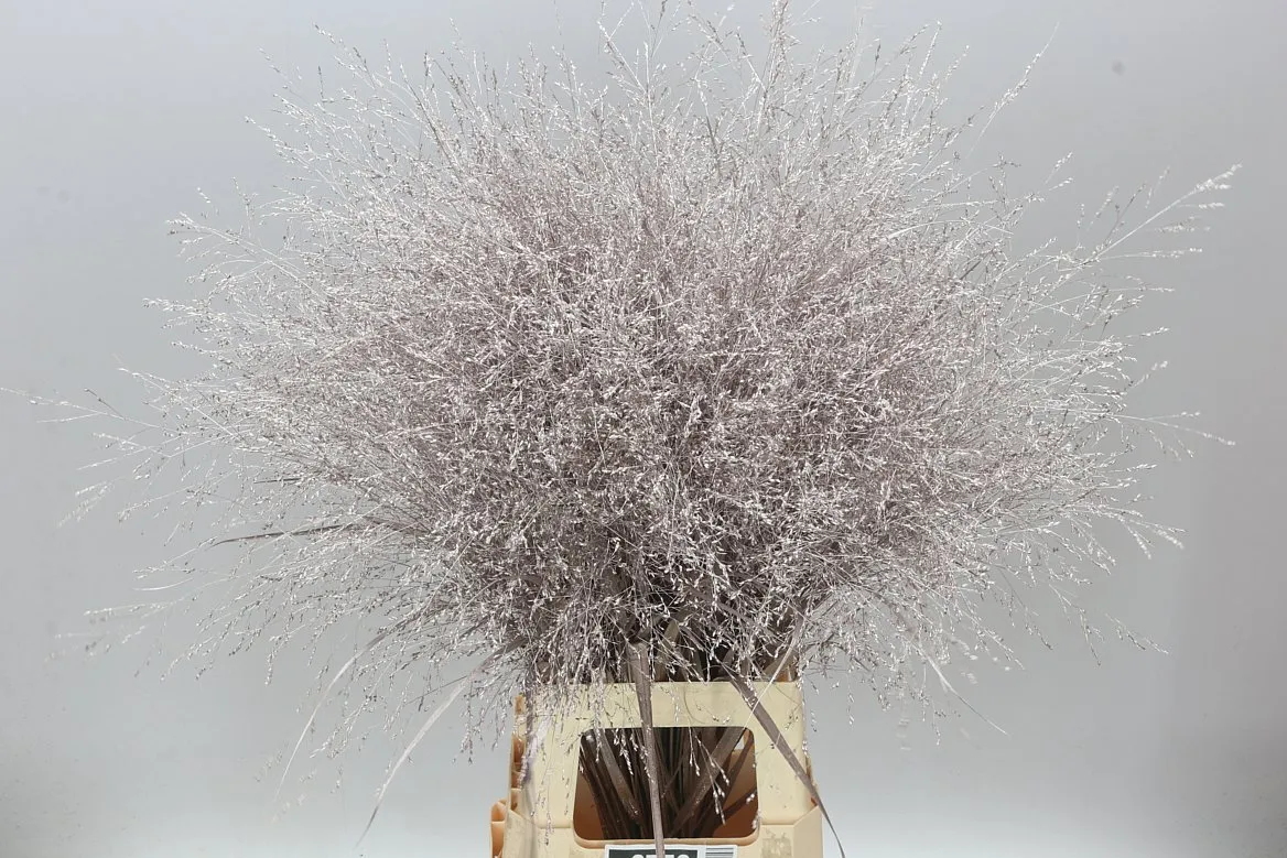 Panicum farbené Champagne • 95 cm