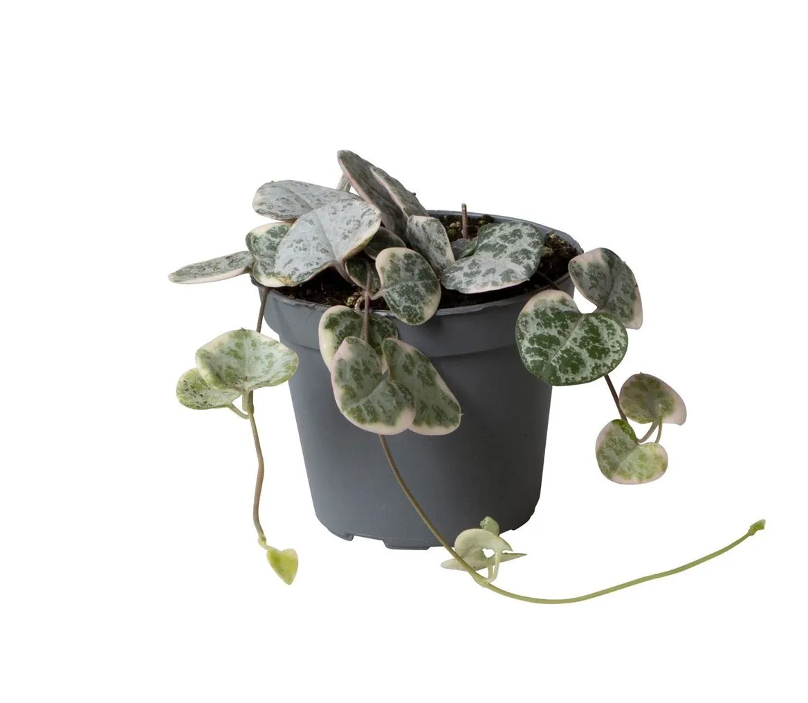 Ceropegia Woodii Variegata • črepník 6 cm